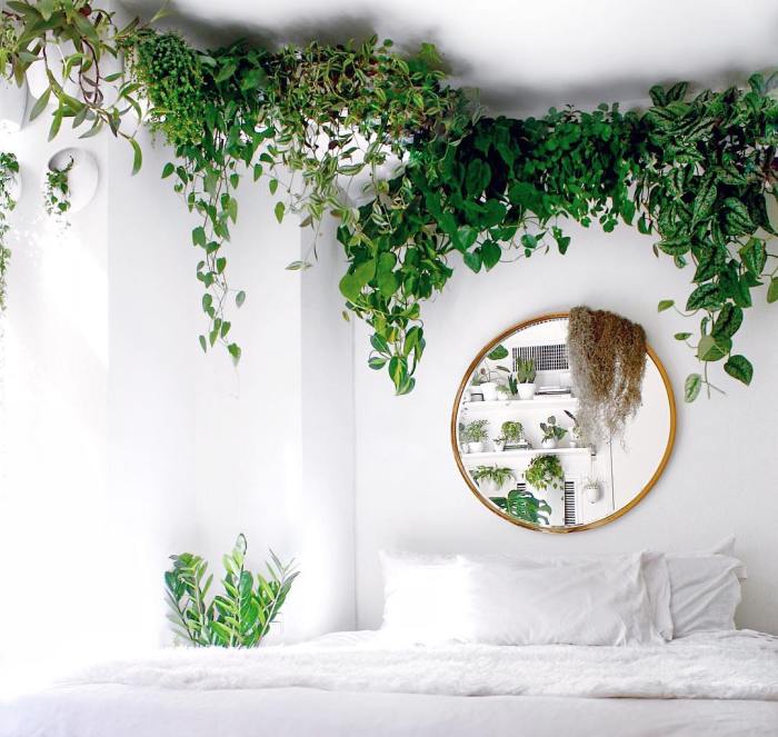 How to decorate my room with plants